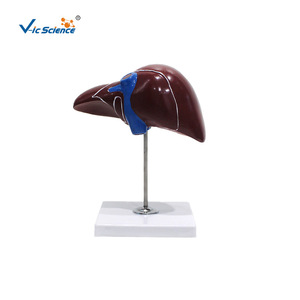 Modèle d'anatomie du foie 1:1, outil pédagogique médical pour l'enseignement de l'anatomie du foie - Product Image 1
