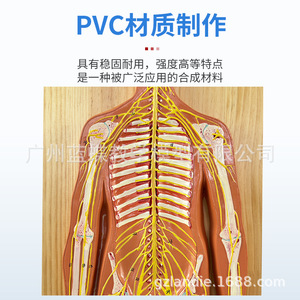 Modelo Anatómico del Sistema Nervioso Humano; Modelo del Sistema Nervioso Central Humano; Cerebro; Médula Espinal; Nervios Espinales Periféricos - Product Image 1