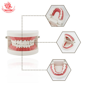 แบบจำลองฟันสำหรับเด็กอนุบาล ของเล่นเสริมการเรียนรู้การแปรงฟัน แบบจำลองการแปรงฟันสำหรับการสอนด้านช่องปาก - Product Image 3