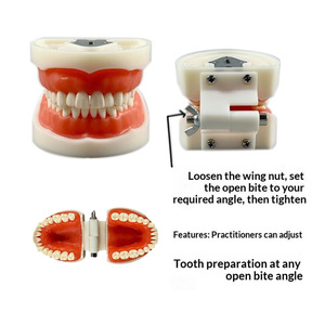 Modèles dentaires, dents en porcelaine, standard dentaire, 32 dents amovibles, nouvelles dents pour adultes - Product Image 4