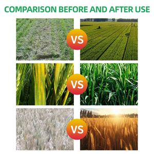 Sıvı devlet gübre bileşik gübre alanlarda bol verim artışı teşvik için yüksek verimli mısır gübre - Product Image 4