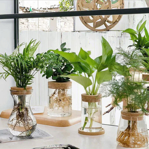 Ideal para la decoración del <span class=keywords><strong>hogar</strong></span> y la Oficina, elegantes juegos de plantas hidropónicas de vidrio, jarrones de flores de vidrio baratos con tapas de corcho - Product Image 5