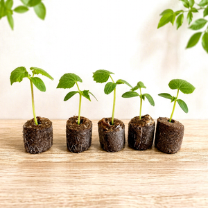 Disques de coco en gros pour la germination des graines et la propagation des plantes, substrat de culture en tourbe de coco extensible, taille D35mm, 36mm, 42mm - Product Image 1