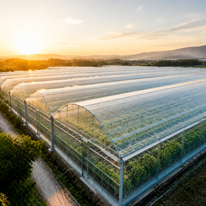 Película para Invernadero de Alta Transparencia y Estabilizada con Rayos UV para Viveros Comerciales de Plantas - Product Image 5