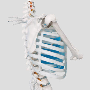 Modelo de Demostración de Esqueleto Humano con Nervios y Vasos Sanguíneos, Modelo de Entrenamiento de Ciencias Médicas, 176 cm, PVC, MAXCARE MAC-YJ35 - Product Image 2