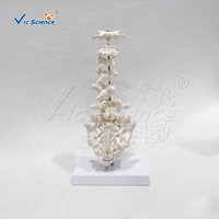 Modelo de Anatomía de Vértebras Humanas, Varios Tipos de Vértebras: Cervicales, Torácicas, Lumbares, Sacra, Coxis, para Enseñanza de Anatomía Ósea