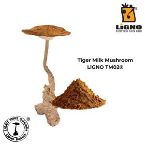 ผงสกัดเห็ดนมเสือ LiGNO TM02 บริสุทธิ์สูง สารสกัดชีวภาพ บำรุงสุขภาพทางเดินหายใจ วัตถุดิบคุณภาพสูง - Product Image 2