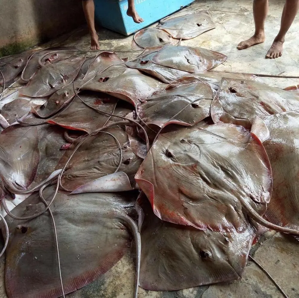 Good Sale Frozen Fish Indonesia Frozen Sting Ray