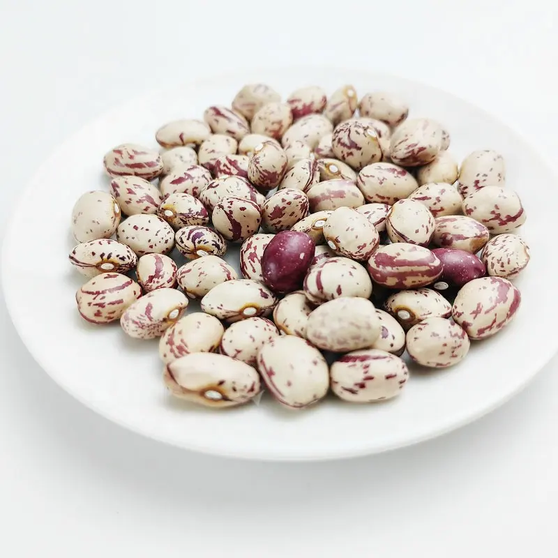 Light Speckled Kidney Bean New Crop 220-240pcs Lskb Pinto Beans Sugar Beans Heilongjiang Origin China Market Price