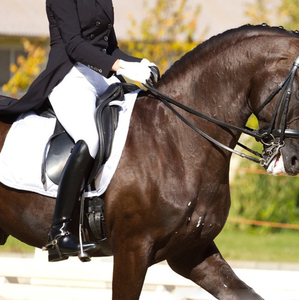 Calzoni <span class=keywords><strong>da</strong></span> competizione per sedili completi collant <span class=keywords><strong>da</strong></span> <span class=keywords><strong>equitazione</strong></span> con stampa in Silicone <span class=keywords><strong>pantaloni</strong></span> equestri con tasche per cintura Leggings <span class=keywords><strong>da</strong></span> donna - Product Image 1