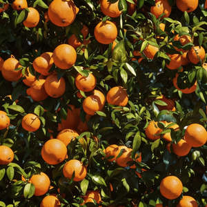 Olio Essenziale di Arancia Dolce Divain 10ml Citrus Sinensis - Product Image 2