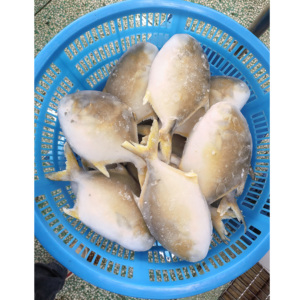 Pompano Dorado Congelado, Pescado Pomfret, 400-500 g, Pompano Dorado de Cultivo en China - Product Image 5