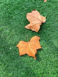 Cỏ Nhân Tạo Bán Chạy Nhất Sân Cỏ Cảnh Quan - Product Image 6