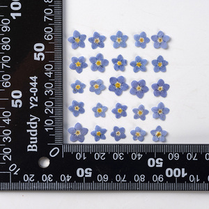 12 pièces/sac Marais de souvenirs (Myosotis sylvatica) <span class=keywords><strong>Fleurs</strong></span> pressées naturelles, écologiques, pour artisanat des ongles et marque-pages faits main - Product Image 5