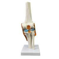 Modelo de hueso anatómico de la articulación de la rodilla humana de tamaño real 1:1, modelos de enseñanza de Anatomía de simulación para Ciencias médicas