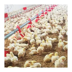 Équipement de ferme avicole de construction d'élevage de poulet de haute qualité avec des prix à vendre