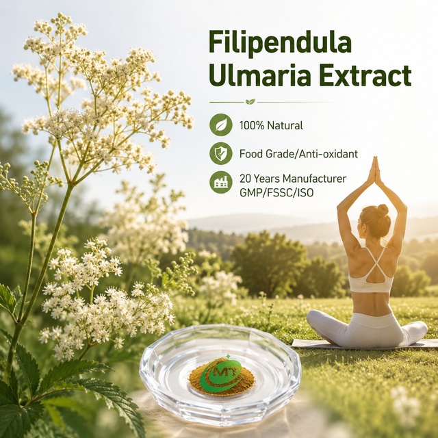 For Dietary Supplements Meadowsweet Filipendula Ulmaria Extract 10:1