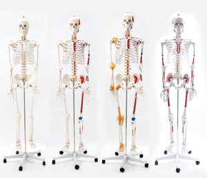 Modèle de squelette d'anatomie humaine médicale en PVC précis de 170cm en forme de T grandeur nature avec origine musculaire du système nerveux et points d'insertion - Product Image 2