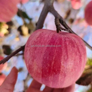 Trung Quốc tươi ngọt xanh và đỏ táo Gala ngon giá tốt nhất cây trồng mới yantai nguồn gốc táo fuji - Product Image 4
