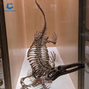 Zigong-esqueleto de <span class=keywords><strong>dinosaurio</strong></span>, réplica de <span class=keywords><strong>huesos</strong></span> de <span class=keywords><strong>dinosaurio</strong></span> - Product Image 6