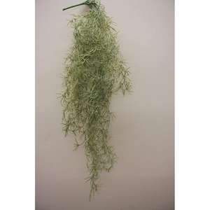 Tillandsia tombante 85CM GR - Product Image 1