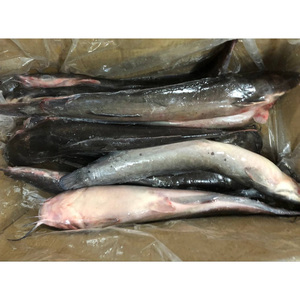 Bagre Congelado para Exportación, Bagre Vivo, <span class=keywords><strong>Precio</strong></span> de Venta al por Mayor de Proveedor de Bagre Negro - Product Image 3