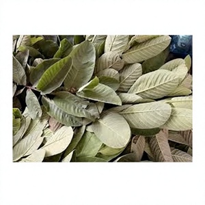 Té de Hoja de Guayaba Natural Premium, Grado Alimenticio, Té Herbal, Fabricante Vietnamita, OEM, Marca Privada, Venta al por Mayor, Secado al Sol, Empaquetado - Product Image 2