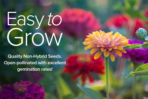 Paquete de Variedades de Zinnia, 5 Macetas de Vidrio Ecológicas para Uso en Interiores/Exteriores, Incluye Thumbelina, Lilliput y Purple Prince - Product Image 4