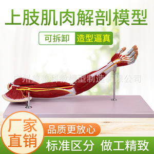 Modèle musculaire du membre supérieur, vaisseaux sanguins et nerfs, modèle de mouvement musculaire du bras, homme musclé, anatomie musculaire de la main humaine. - Product Image 2