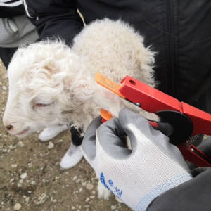 Etiqueta de oreja RFID para animales de nueva condición Crotales de plástico totalmente TPU certificada del principal proveedor de equipos agrícolas de China - Product Image 5