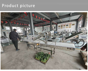 USA il buon prezzo dell'acquaponica e dei Microgreens della macchina da taglio coltivata in serra Microgreens Leaf lattughe macchina per la raccolta - Product Image 6