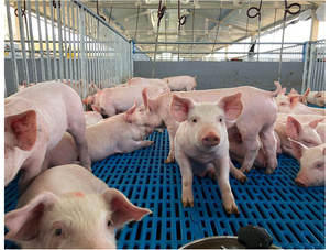 อุปกรณ์เลี้ยงสุกรแบบหลายฟังก์ชั่นใหม่ แผงพีวีซีกันน้ำสำหรับฟาร์มสุกร รั้วคอก ยี่ห้อเฮงหยิน สีตามสั่ง รับประกัน 1 ปี - Product Image 2