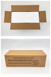 Modèle d'artiste anatomique en PVC de 30cm-Femme Homme pour la formation CG Dessin Sculpture Art Education Focus Muscle Structure squelettique - Product Image 6