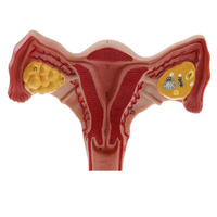Modèle médical d'organe reproducteur féminin Anatomie humaine Modèle d'utérus féminin
