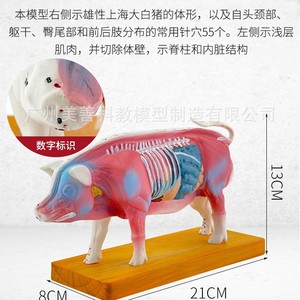 Modèle anatomique de porc, modèle d'acupuncture porcine, modèle d'anatomie animale, modèle de points d'acupuncture animale, aides pédagogiques vétérinaires - Product Image 5