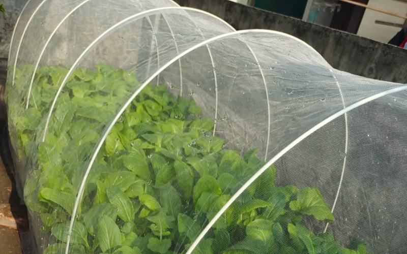 Blanco, negro, azul, verde