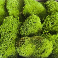 Mousse de Présat stabilisée écologique en gros, nouvelle arrivée 2026, pour décoration intérieure, Noël, remise de diplôme, Pâques