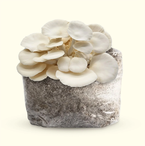 Kit de jardin de bloc de fructification de champignon <span class=keywords><strong>d</strong></span>'huître biologique de Style campagnard récoltant l'état suspendu pour les <span class=keywords><strong>jardins</strong></span> gastronomiques - Product Image 3