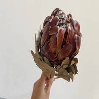DFF05 Protea Fleur Séchée Protea Cynaroides Naturel Réel Bouquet De Fleurs Décoration Vie Bouquet De Fleurs Séchées Décoration