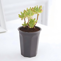Pots de fleurs en plastique pour plantes succulentes, pots circulaires multi-tailles, robustes et durables, pots de pépinière, décoration intérieure