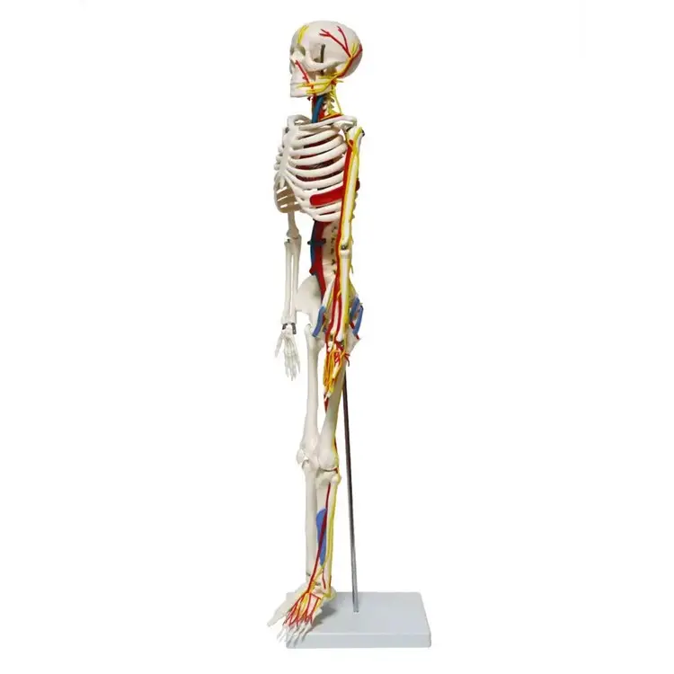 Boyalı kas ve bağ modeli anatomi modeli ile insan PVC 180CM iskelet öğretimi