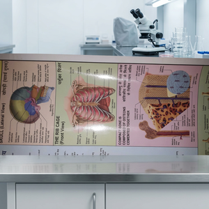 Cartas de Papel con Anatomía Humana para Ciencias Médicas, Enfermería, Universidad, Región de Cabeza y Cuello, para Colgar en la Pared, Hechas en Haryana - Product Image 4
