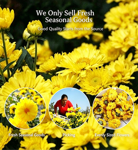 Thé aux chrysanthèmes jaunes Tribute |   Thé aux herbes pour le soutien du foie et la santé des yeux |   Sans caféine |   <span class=keywords><strong>Huangshan</strong></span> Gongju séché en vrac |   OEM - Product Image 5