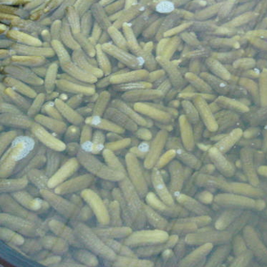 Concombres fermentés en vrac, légumes conservés en saumure |   Cornichons marinés industriels |   Approvisionnement OEM pour l'exportation - Product Image 2