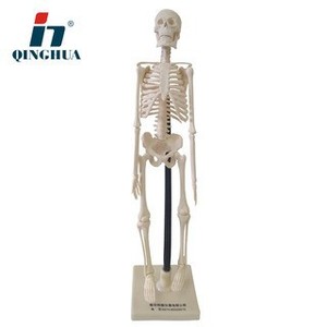 Modèle biologique de squelette humain Qinghua QH3302-6-2 de 42 cm, crâne médical détachable pour l'enseignement, personnalisable - Product Image 1