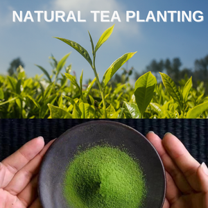 ผงมัทฉะแท้ OEM ชาเขียวมัทฉะสำหรับพิธี<span class=keywords><strong>ชง</strong></span>ชา ช่วยลดน้ำหนัก <span class=keywords><strong>กาแฟ</strong></span>ลาเต้โฮมเมด มัทฉะเห็ดสด บรรจุภัณฑ์<span class=keywords><strong>แบบ</strong></span>ถุงและกล่อง - Product Image 5