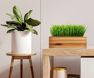 Kit de culture intérieure ornementale avec mélangeur d'herbe Bol pour chat Herbe pour plantes en <span class=keywords><strong>pot</strong></span> pour la maison Jardin ou <span class=keywords><strong>Pot</strong></span> de fleur en forme de chien - Product Image 4