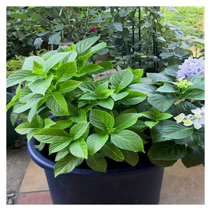 Venta caliente de plástico negro <span class=keywords><strong>vivero</strong></span> 5 galones planta para palm plantas - Product Image 3