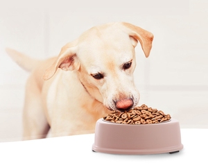 Lovely Shape Pet Products <strong>Dog</strong> Food <strong>Bowl</strong> Heart Shape <strong>Personalized</strong> <strong>Dog</strong> <strong>Bowl</strong> Stainless Steel <strong>Dog</strong> <strong>Bowl</strong> Sublimation - Product Image 3