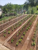 Support de plante personnalisé en fibre de verre pultrudée résistante aux UV, piquet de soutien pour pépinière, cerceau pour serre, tunnel de culture, cerceau en fil métallique